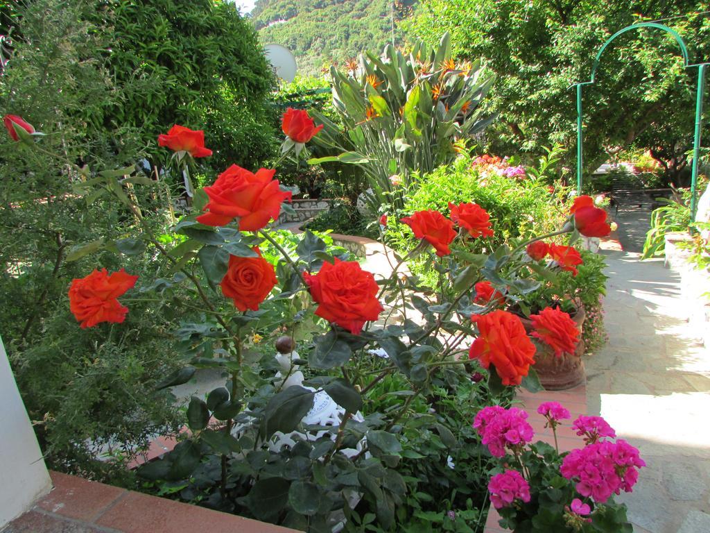 King Room Garden View