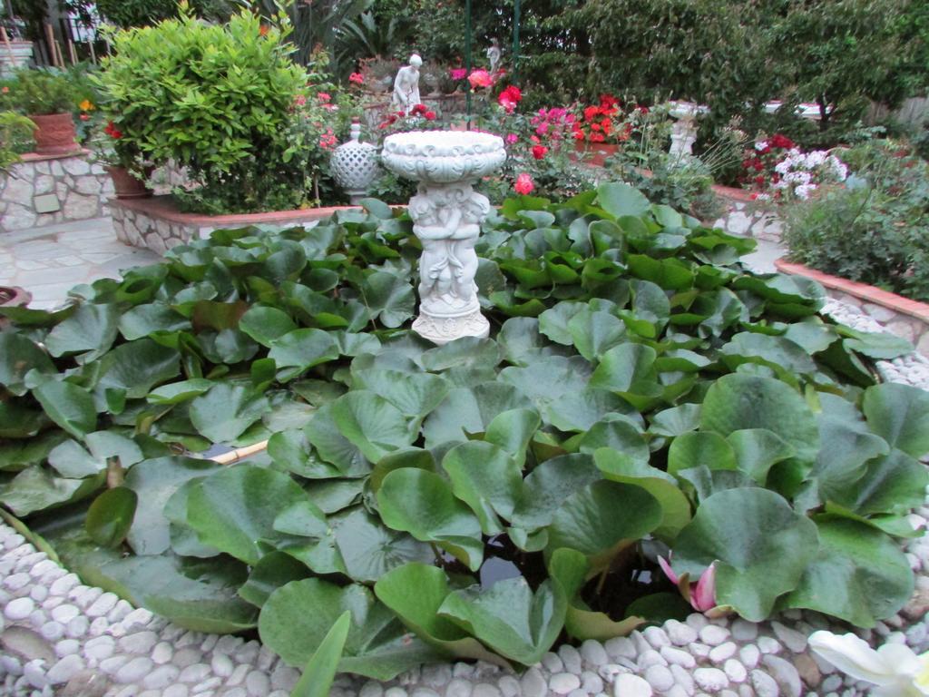 King Room Garden View