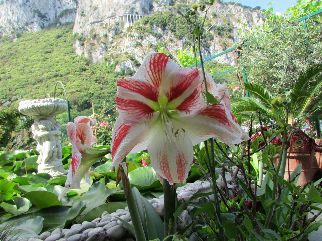 King Room Garden View
