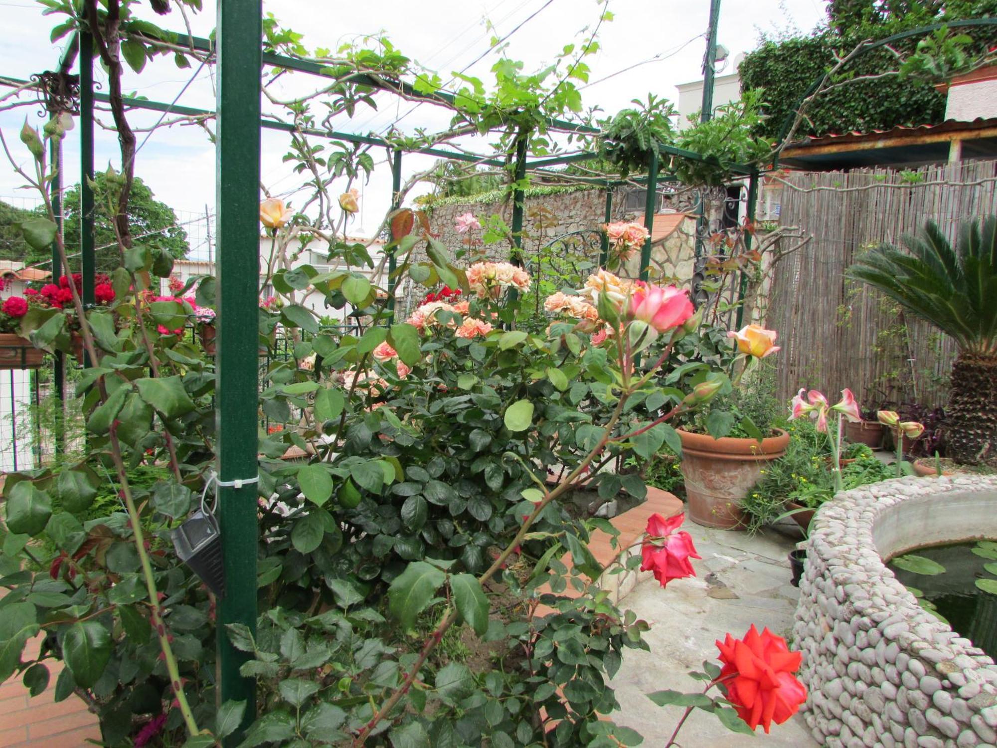 King Room Garden View