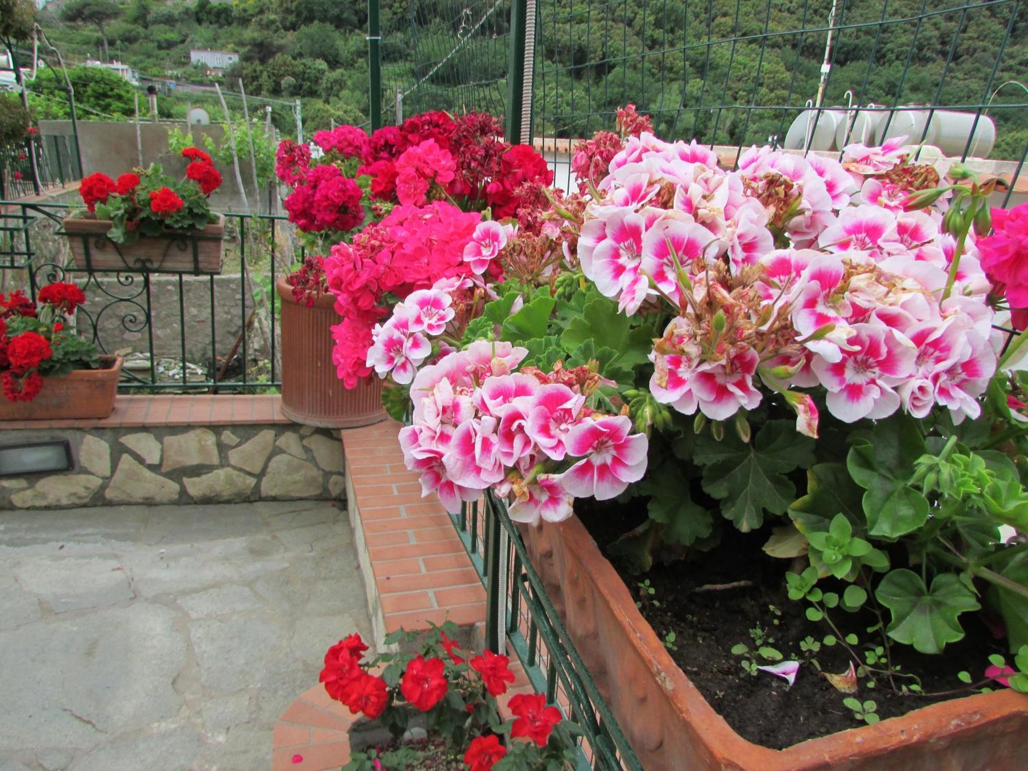 King Room Garden View