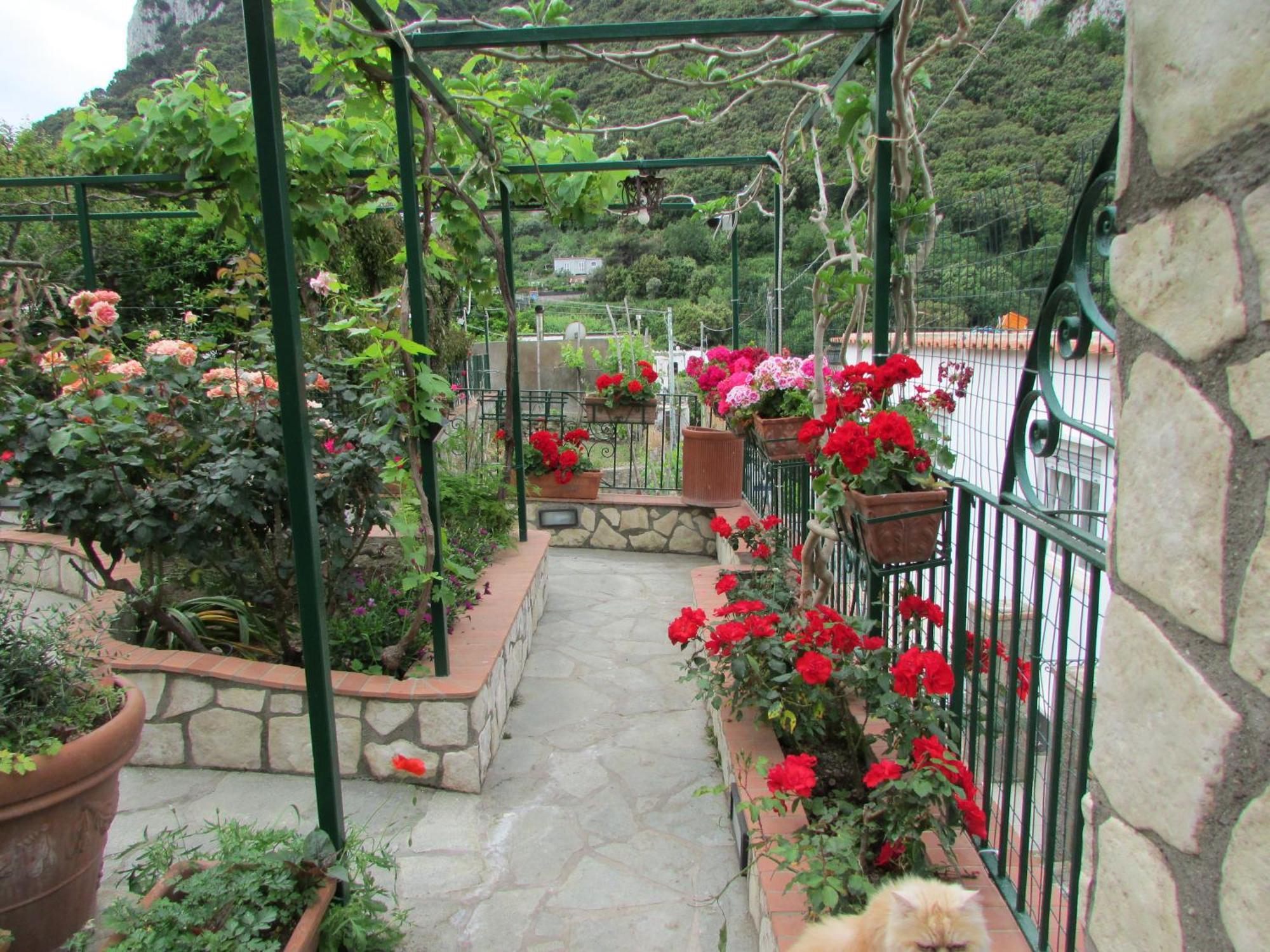 King Room Garden View