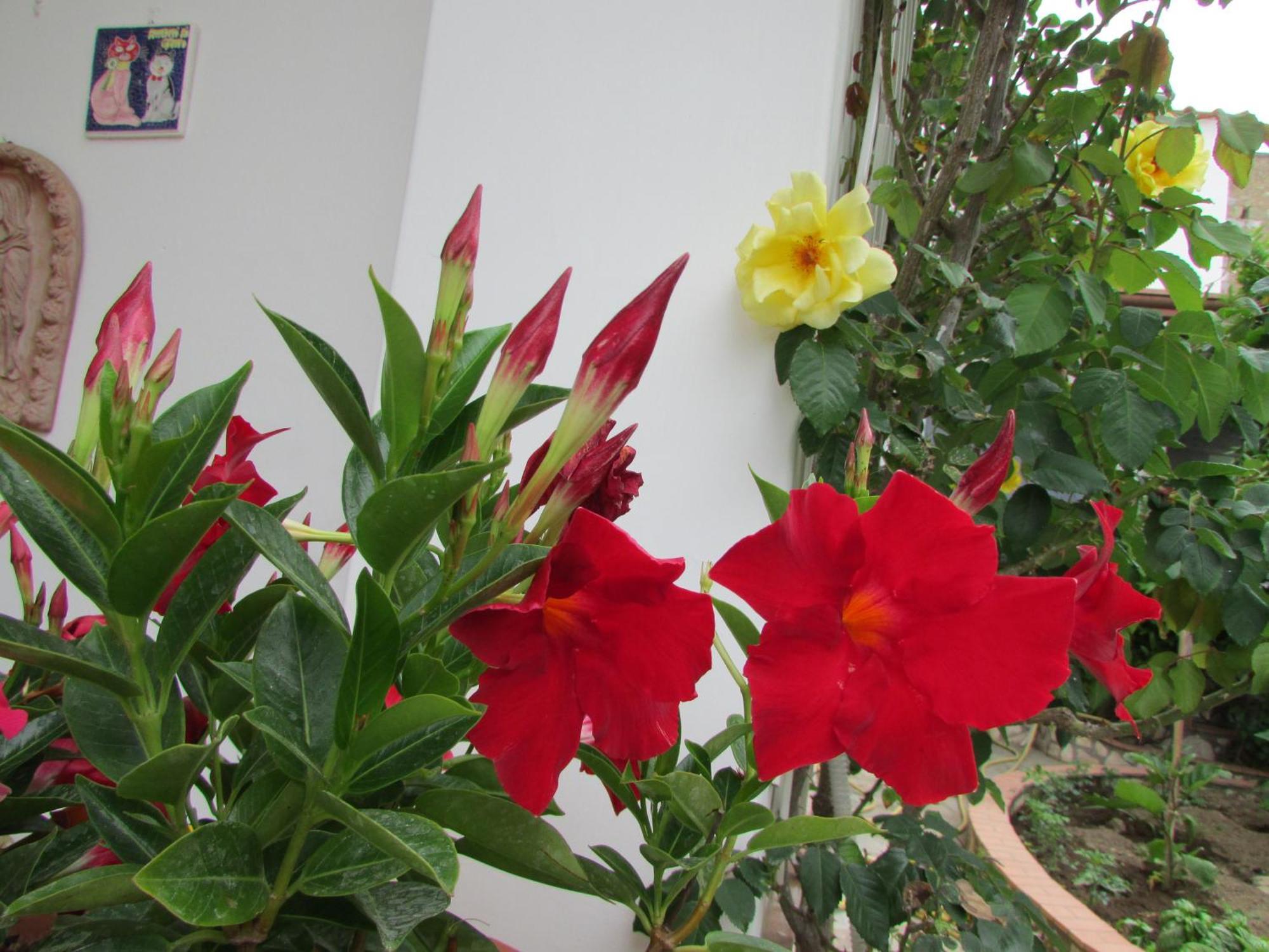 King Room Garden View