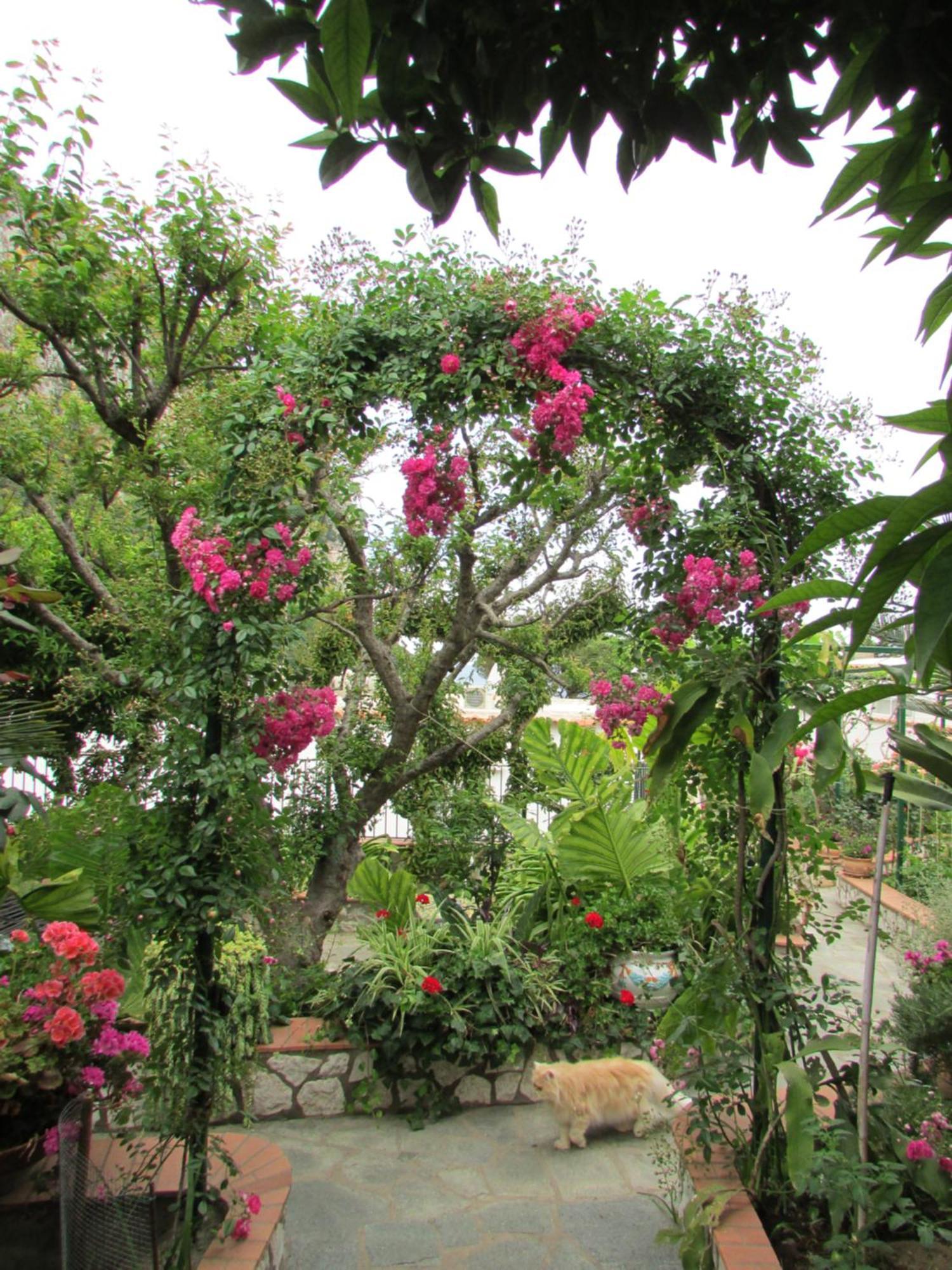 King Room Garden View