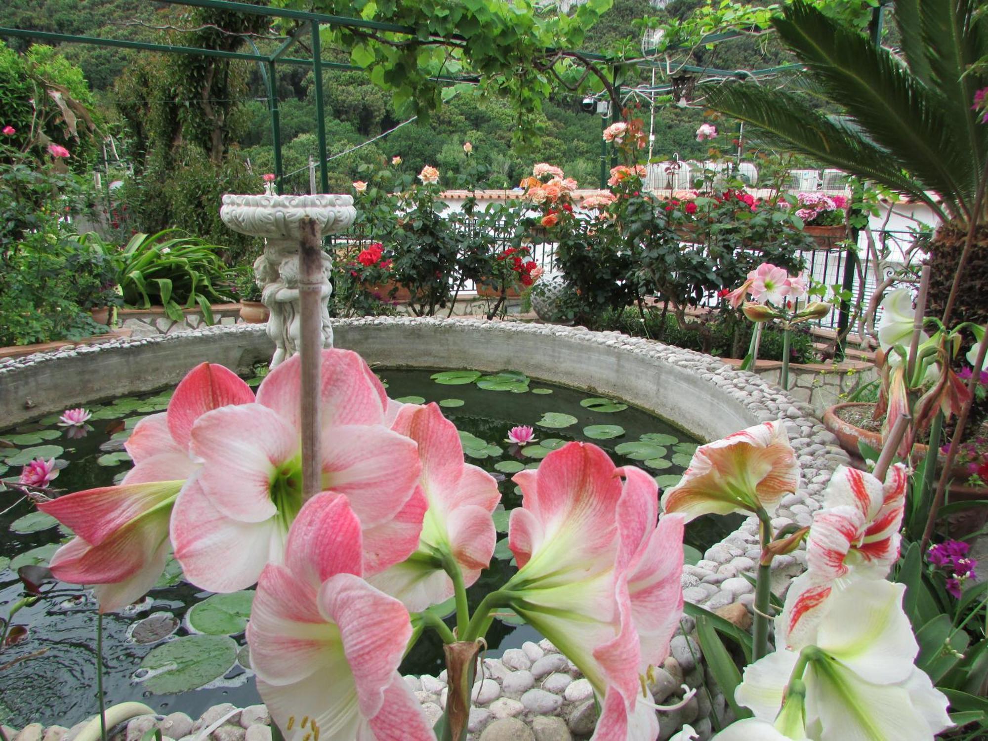 King Room Garden View