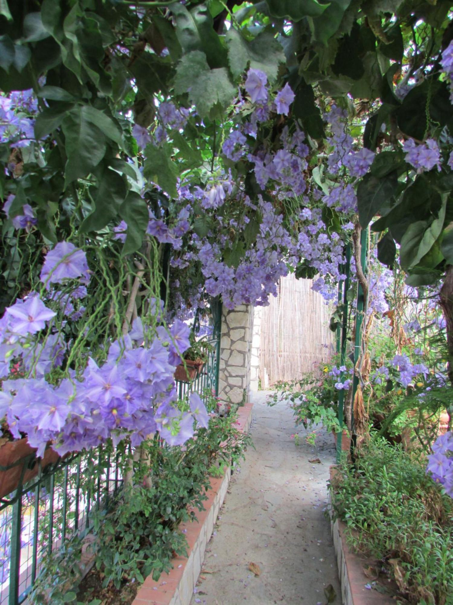 King Room Garden View