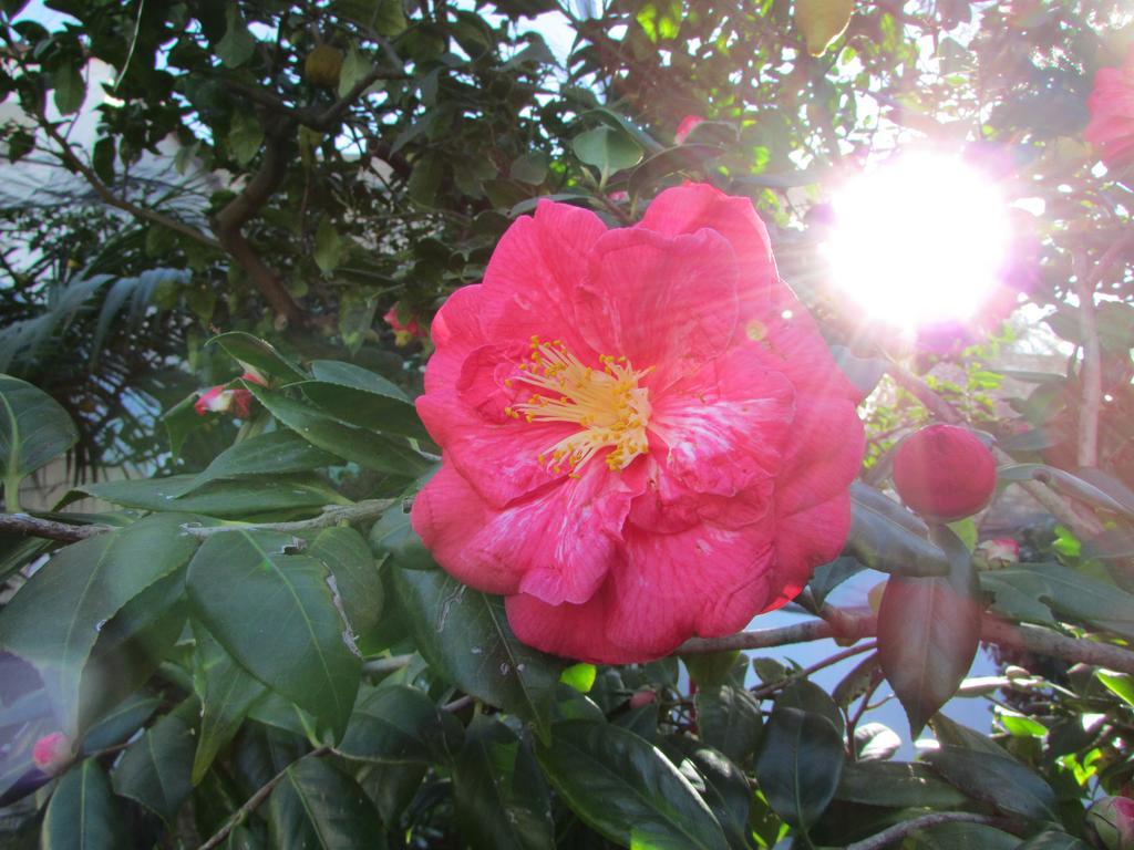 King Room Garden View