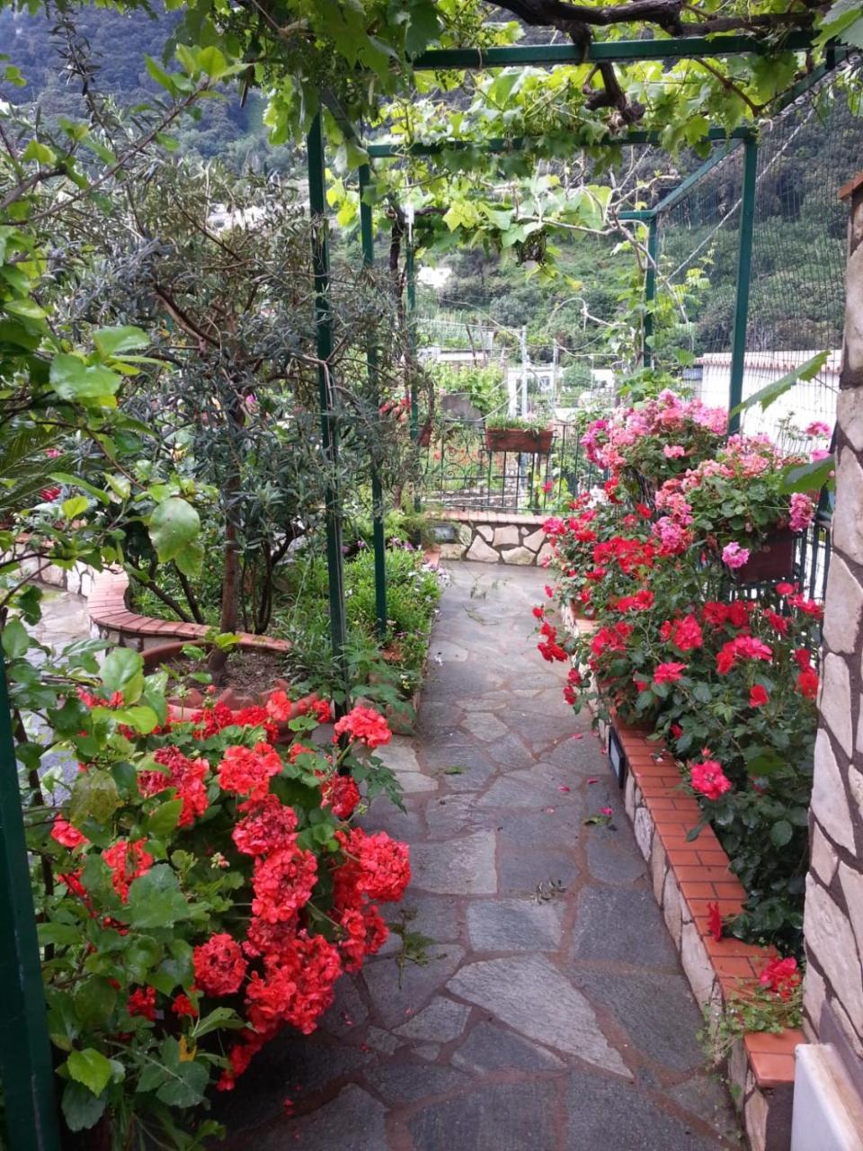 King Room Garden View
