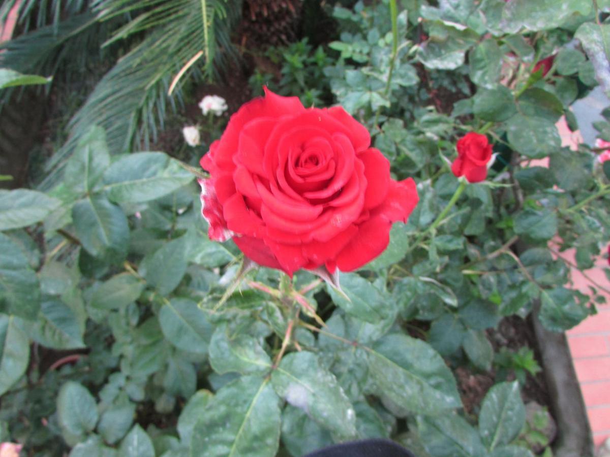 King Room Garden View