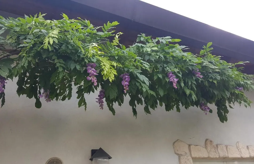 Casa Yami-1