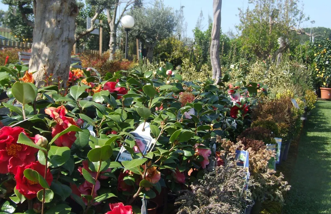 Residenza i Ciclamini-1