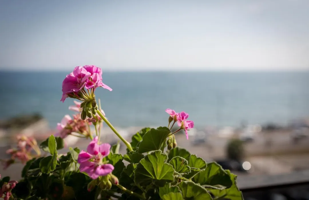 Salsedine Sea View-1