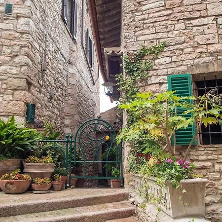 La Viola di Assisi-2