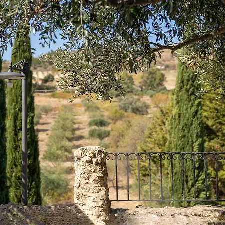 Roba Degli Ulivi-2