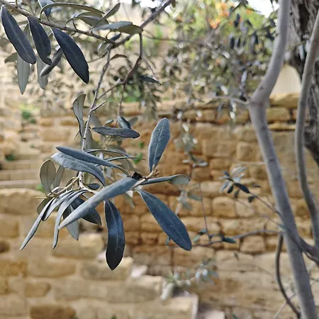 Villa Amoroso - Ospitalità Mediterranea-2