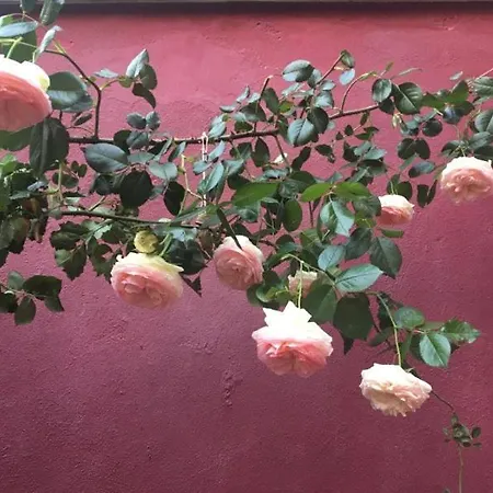 La Maison Rouge-3