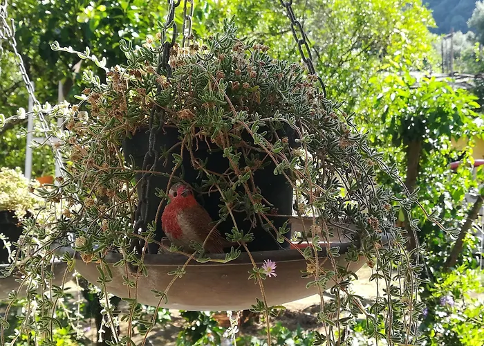Bed and Breakfast Sorrento Experience